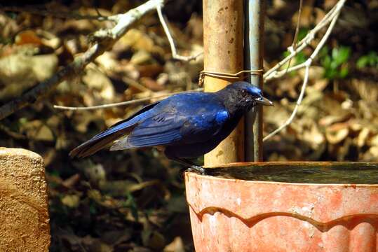 Image of Malabar Whistling Thrush