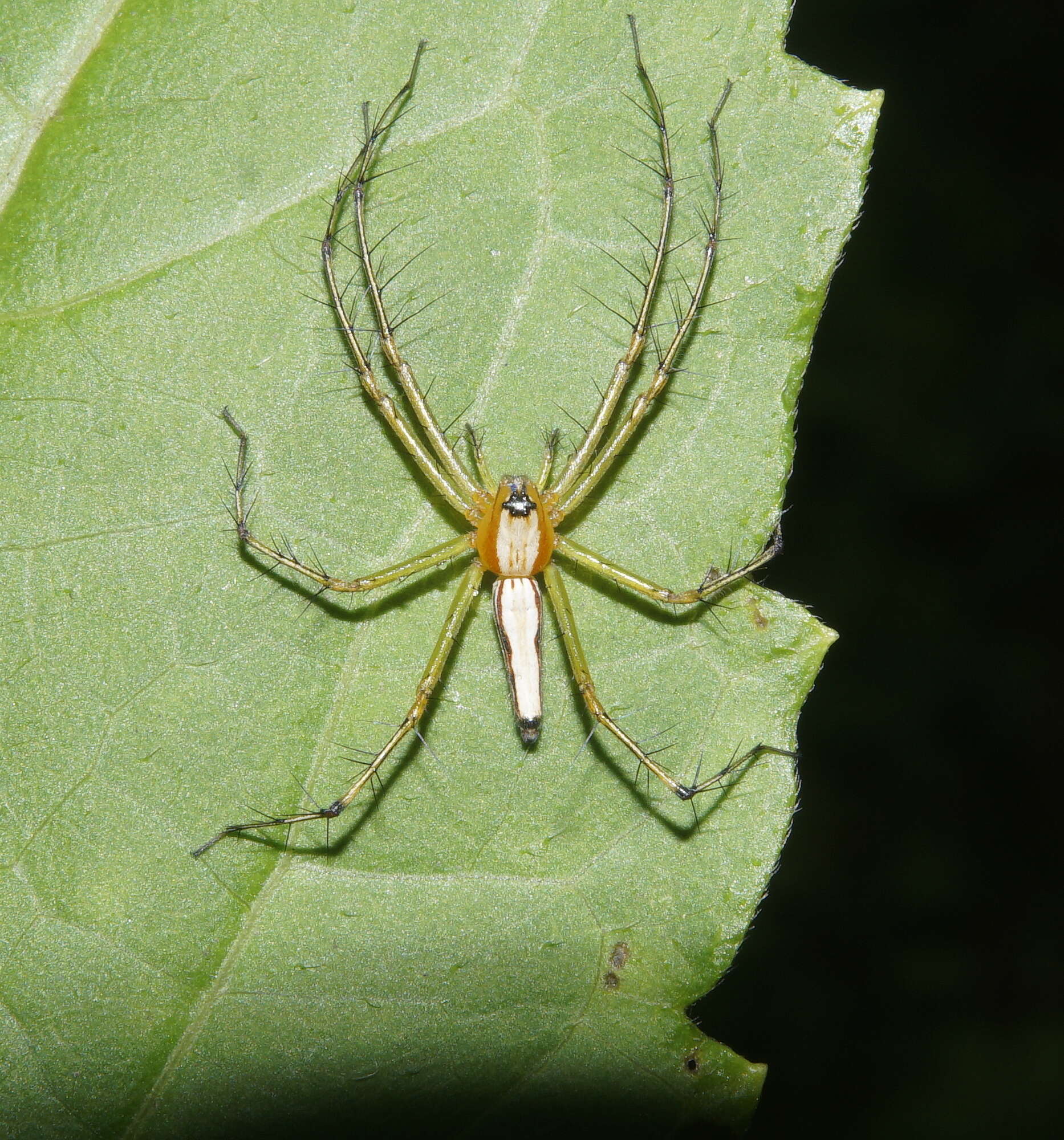 Image of Oxyopes shweta Tikader 1970