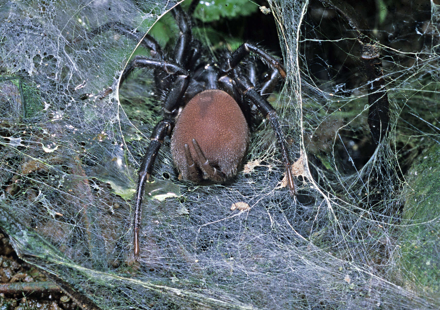 Image of Black tunnelweb