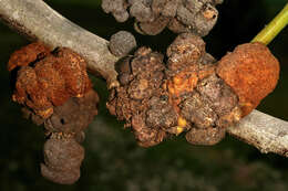 Image of orange wattle