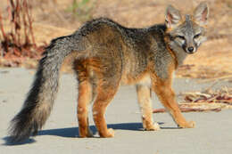 Image of Grey Foxes