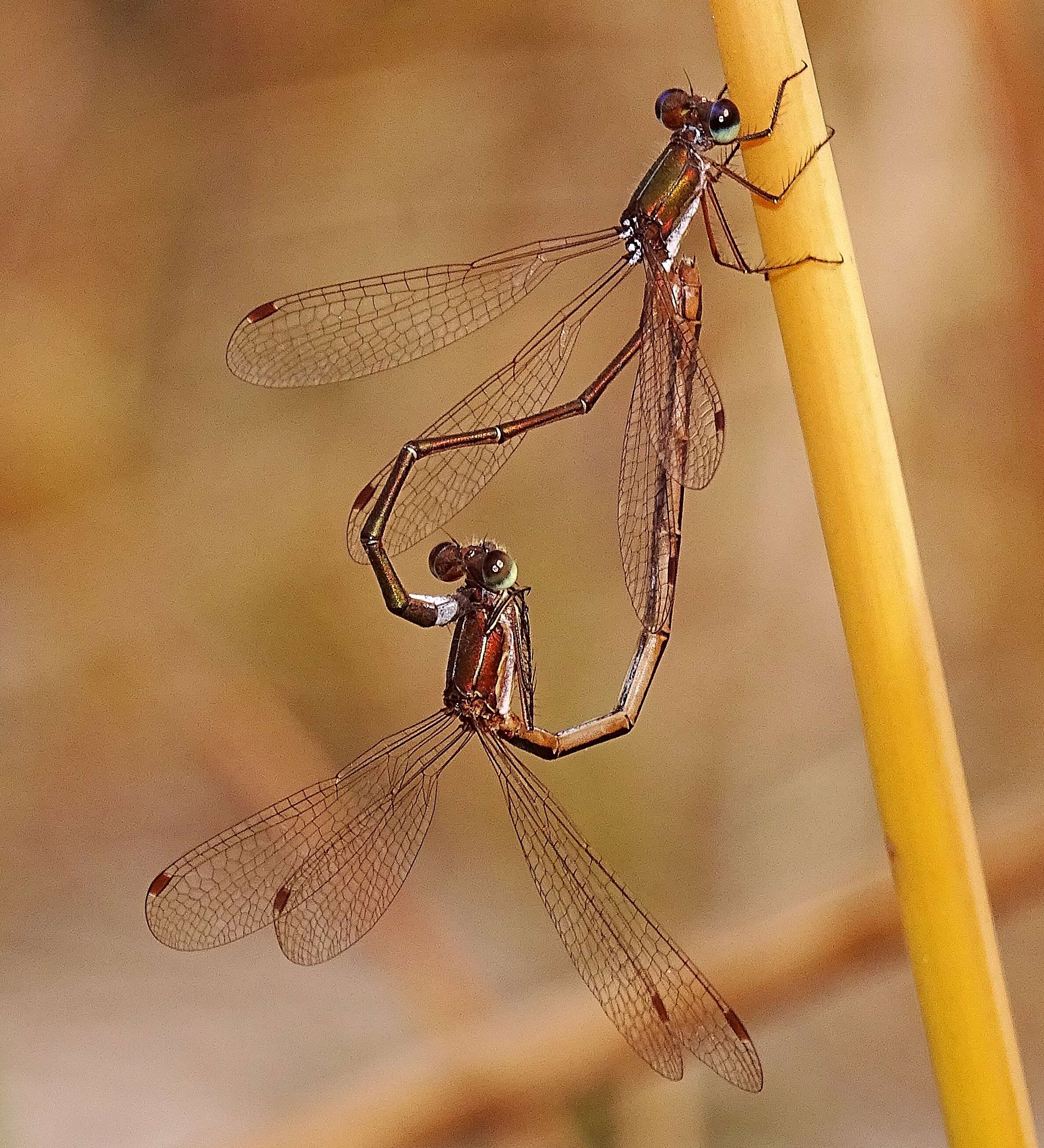 Image of Small Emerald Spreadwing