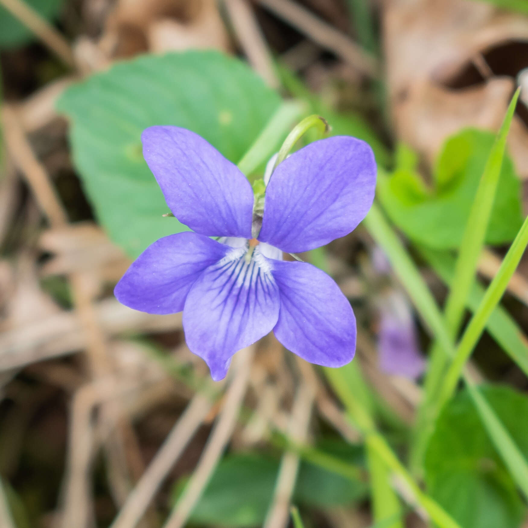 Image of common dog-violet