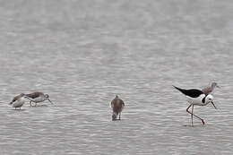 Image of Marsh Sandpiper