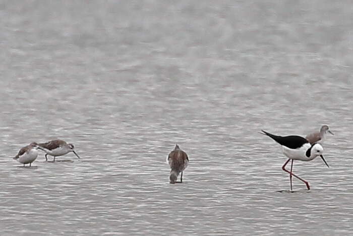 Image of Marsh Sandpiper