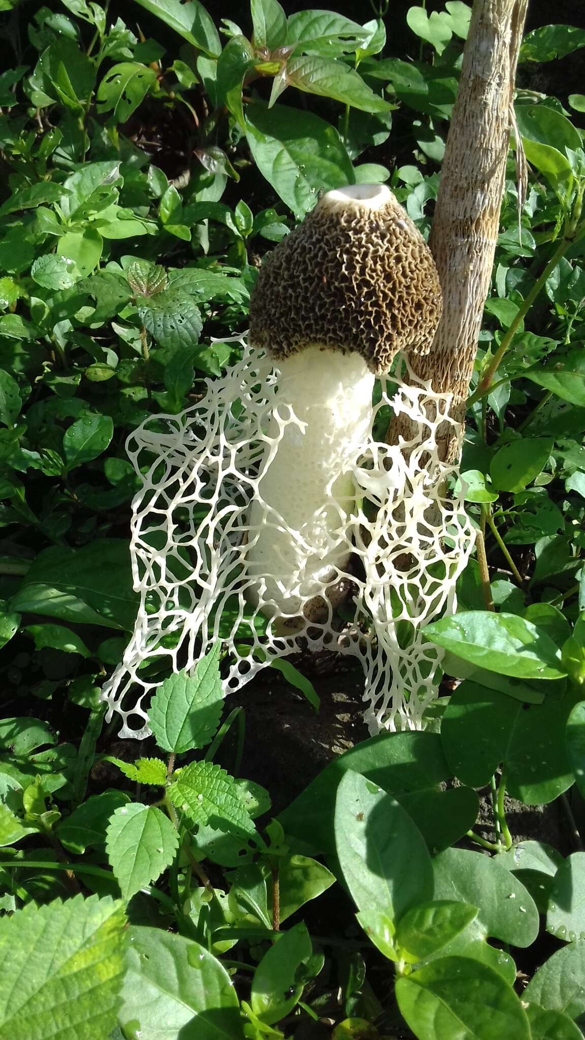 Image of Bridal veil stinkhorn