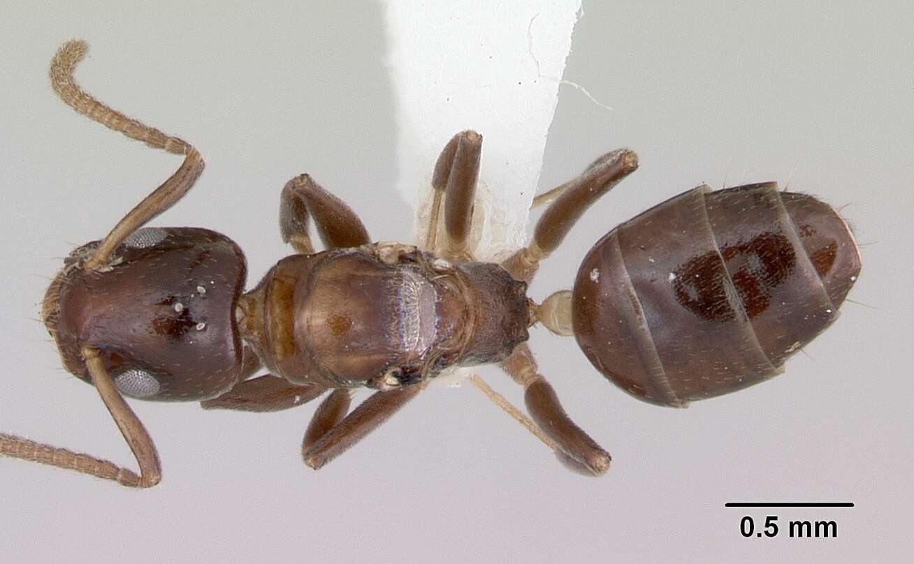 Image de Axinidris gabonica