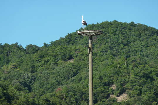 Image of Japanese White Stork