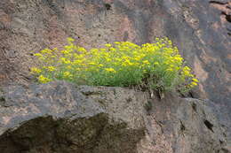 Image of Basket of Gold