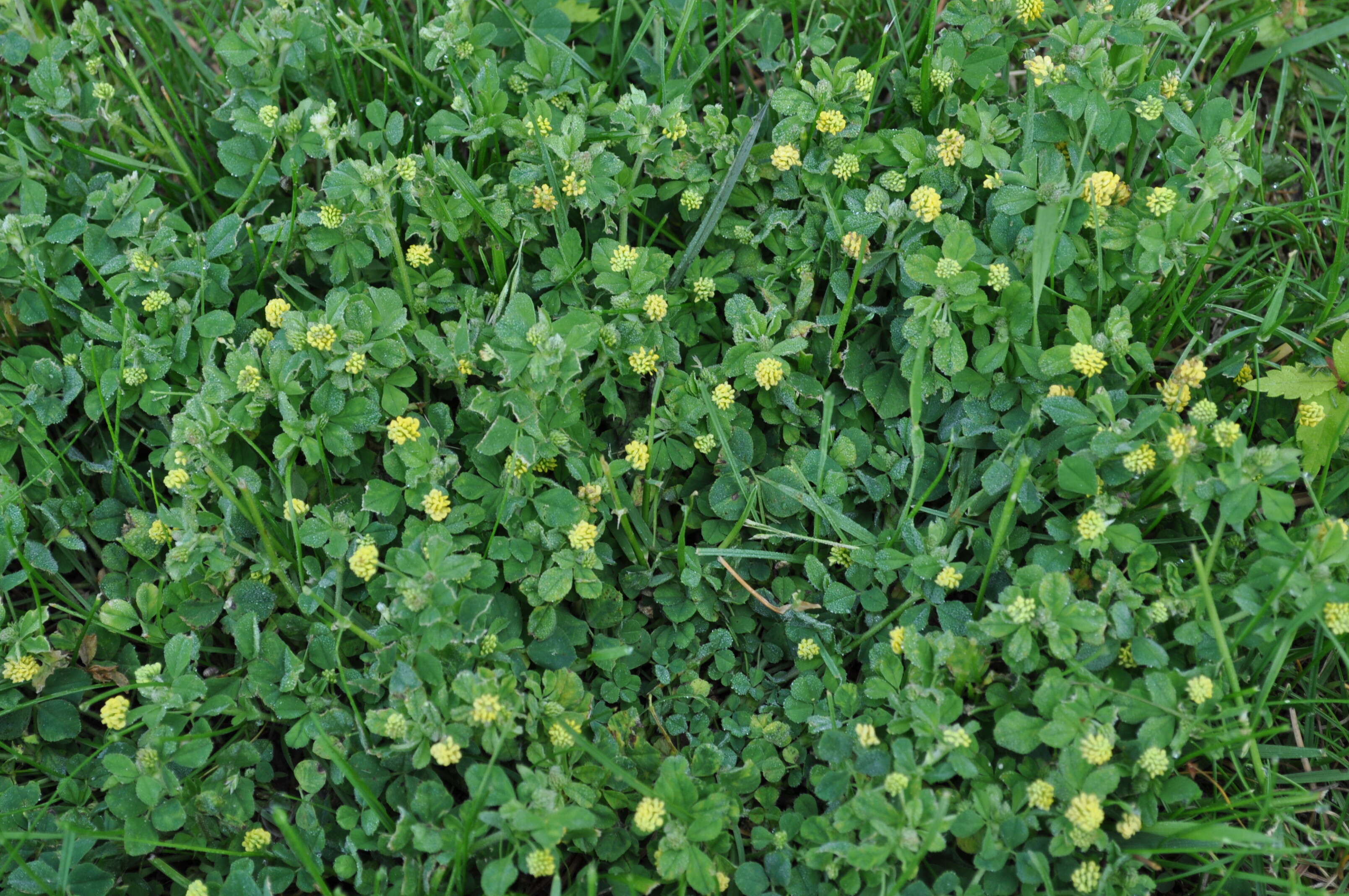 Image of black medick