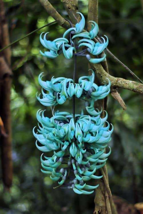 Image of Jade Vine