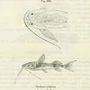 Image of Dwarf Nile catfish