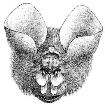 Image of Coelops Blyth 1848