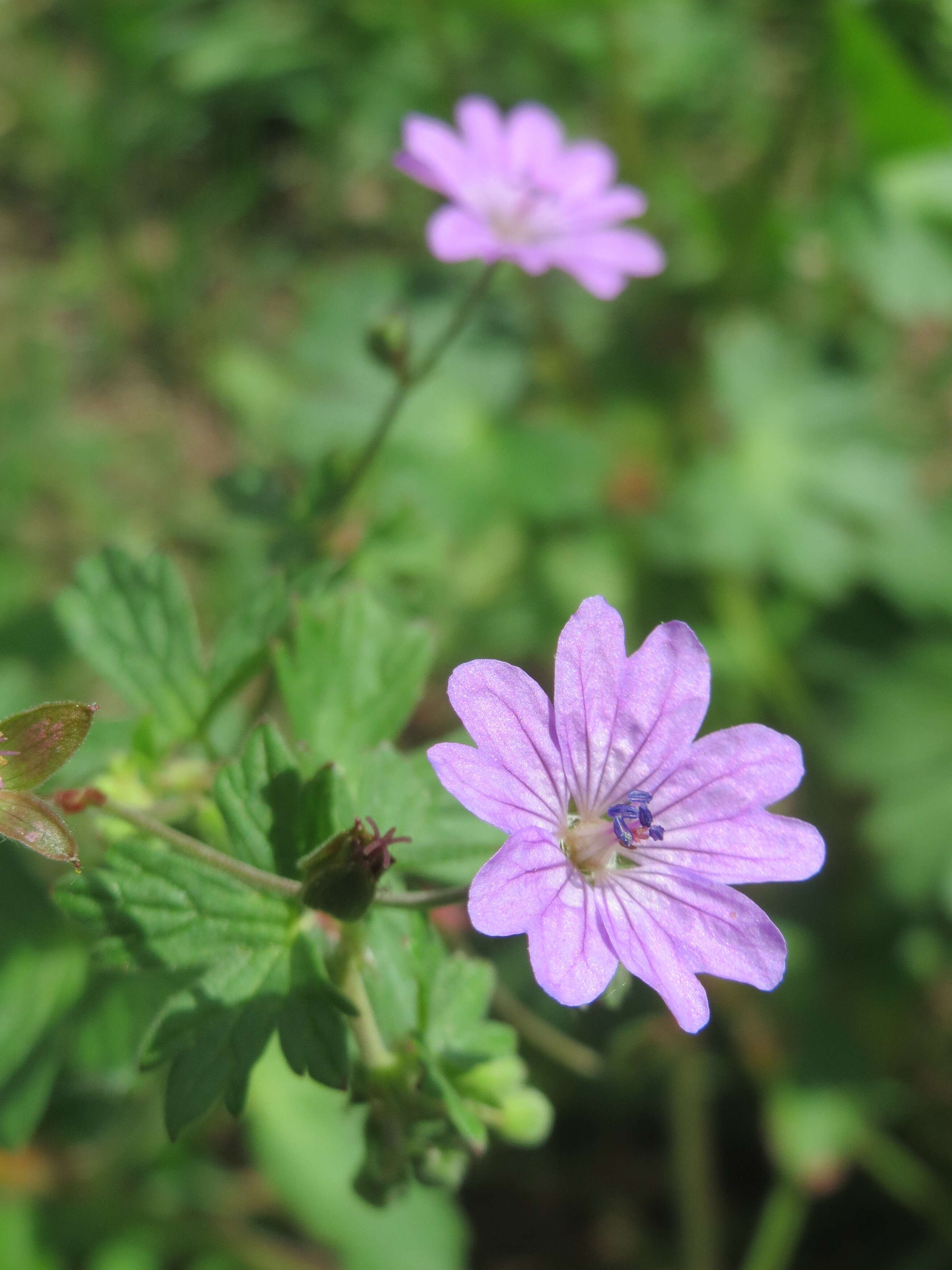 Image of hedgerow geranium