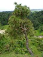 Image of Cheer pine