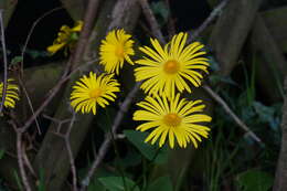 Imagem de Doronicum orientale Hoffm.