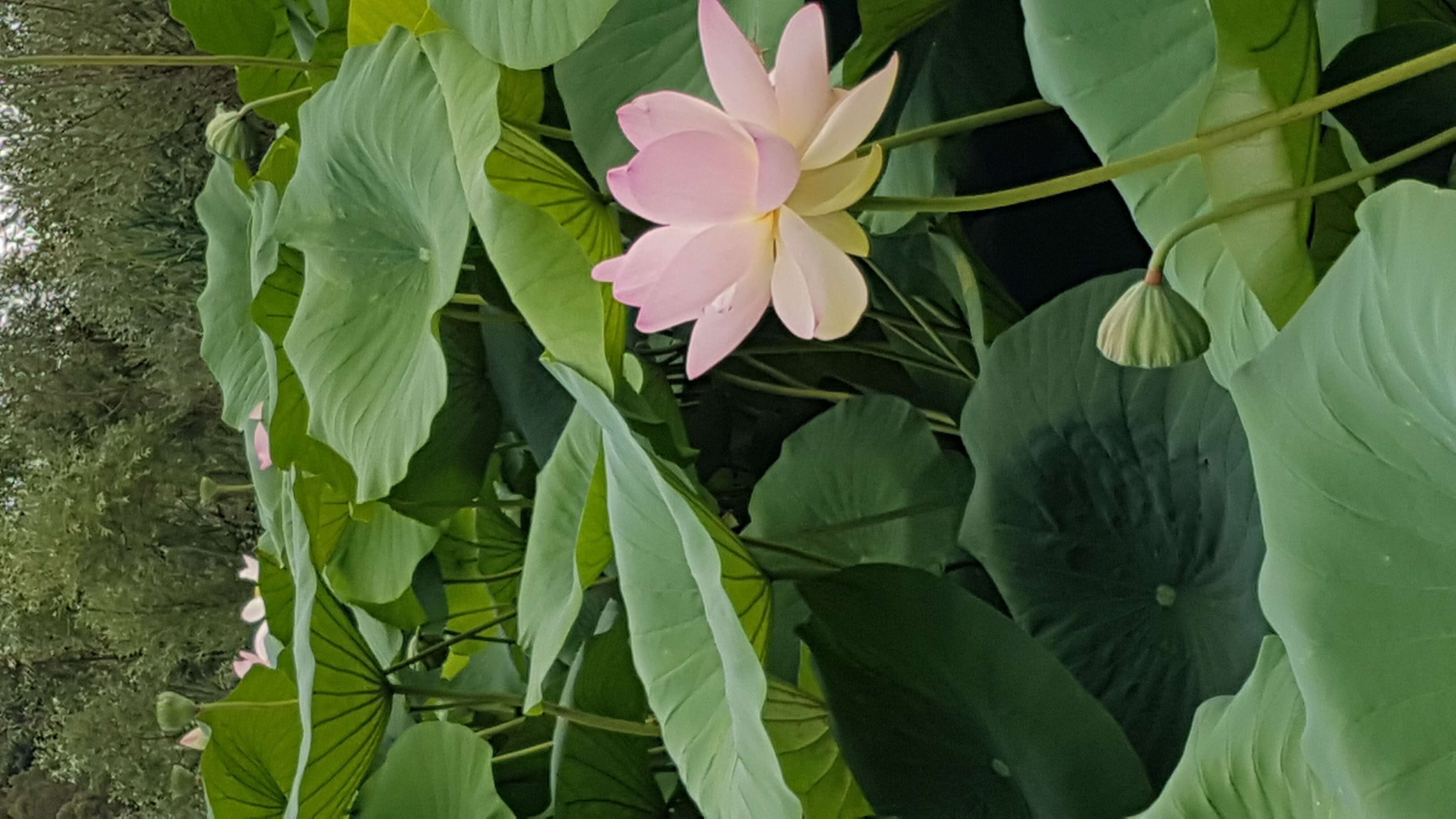 Image of sacred lotus