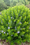 Image of Thunbergia natalensis Hook.