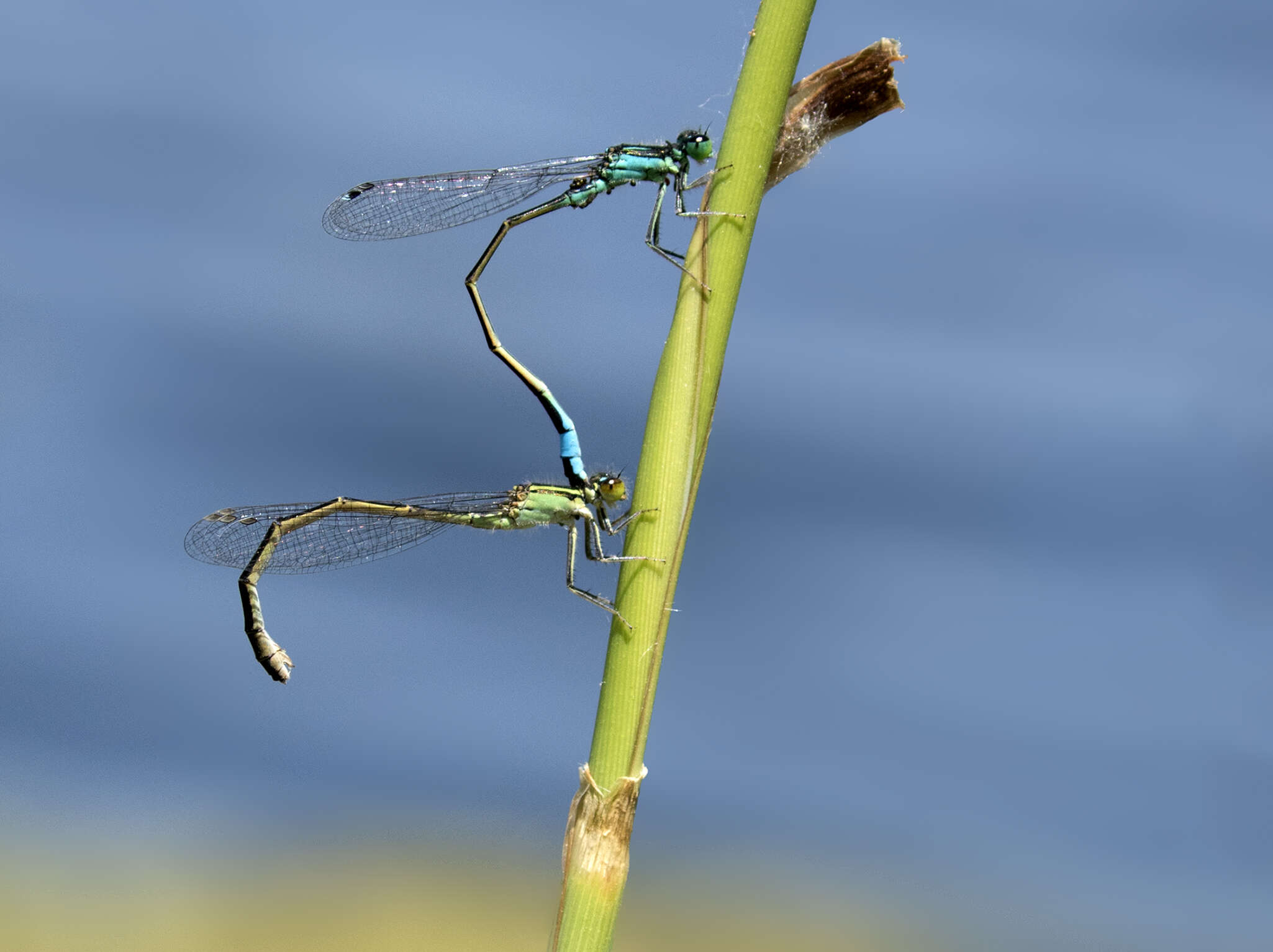 Imagem de Ischnura elegans (Vander Linden 1820)