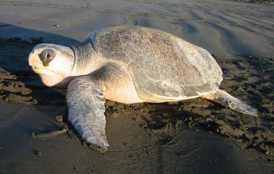 Image of Ridley sea turtles