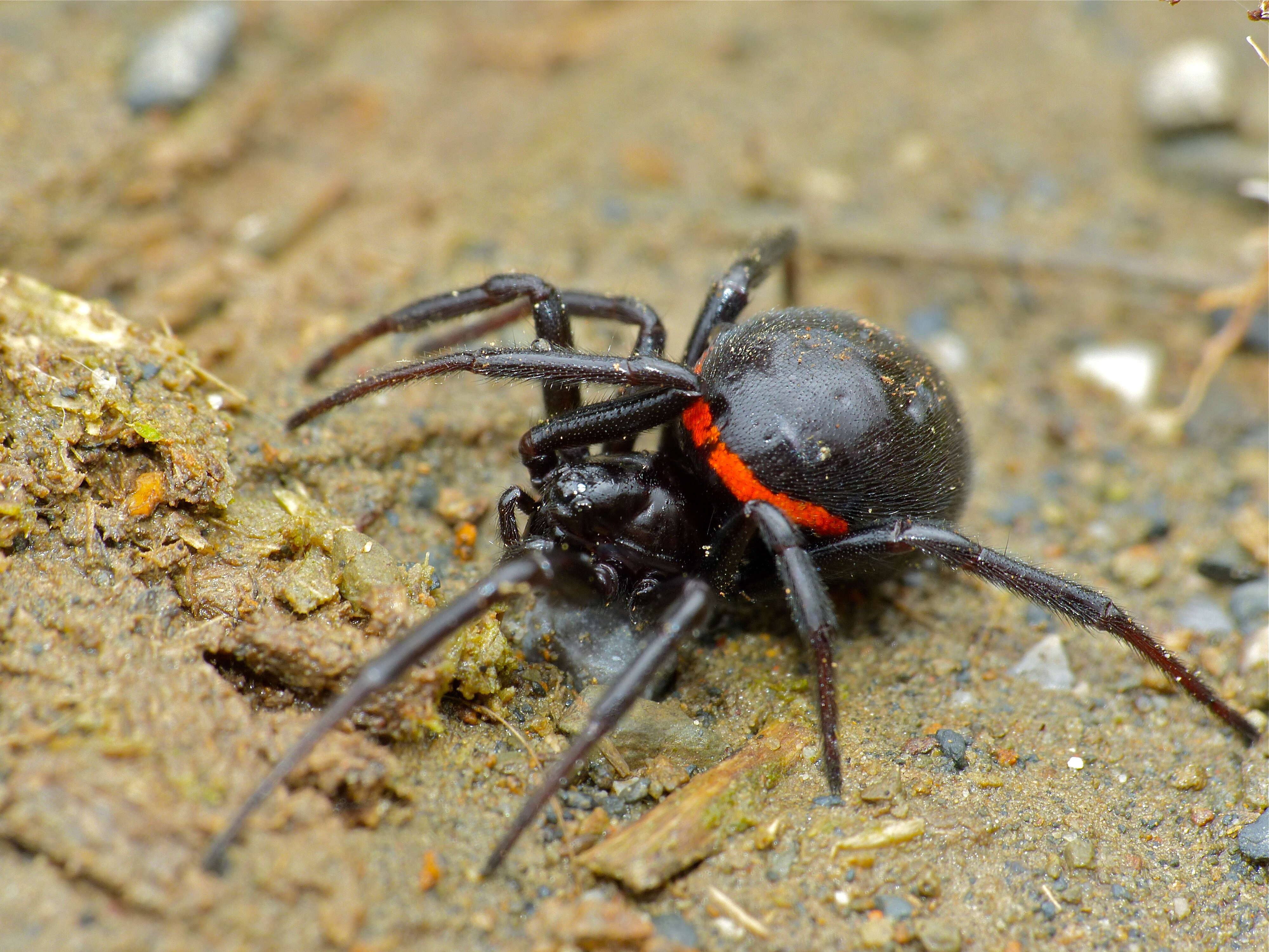 Image of Steatoda paykulliana (Walckenaer 1806)