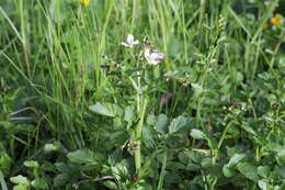 Image of Large Bittercress