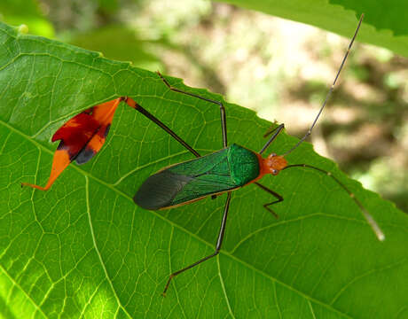 Anisoscelis (Anisoscelis) foliaceus (Fabricius 1803)的圖片