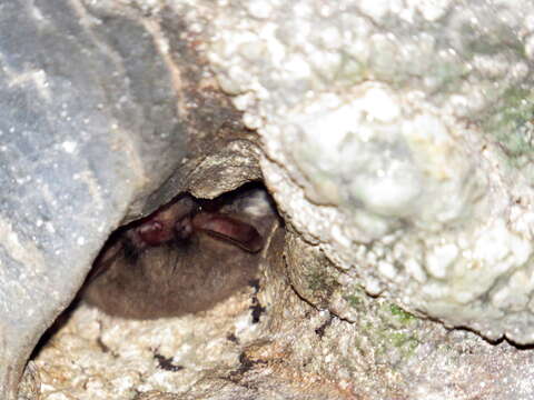 Image of Myotis crypticus