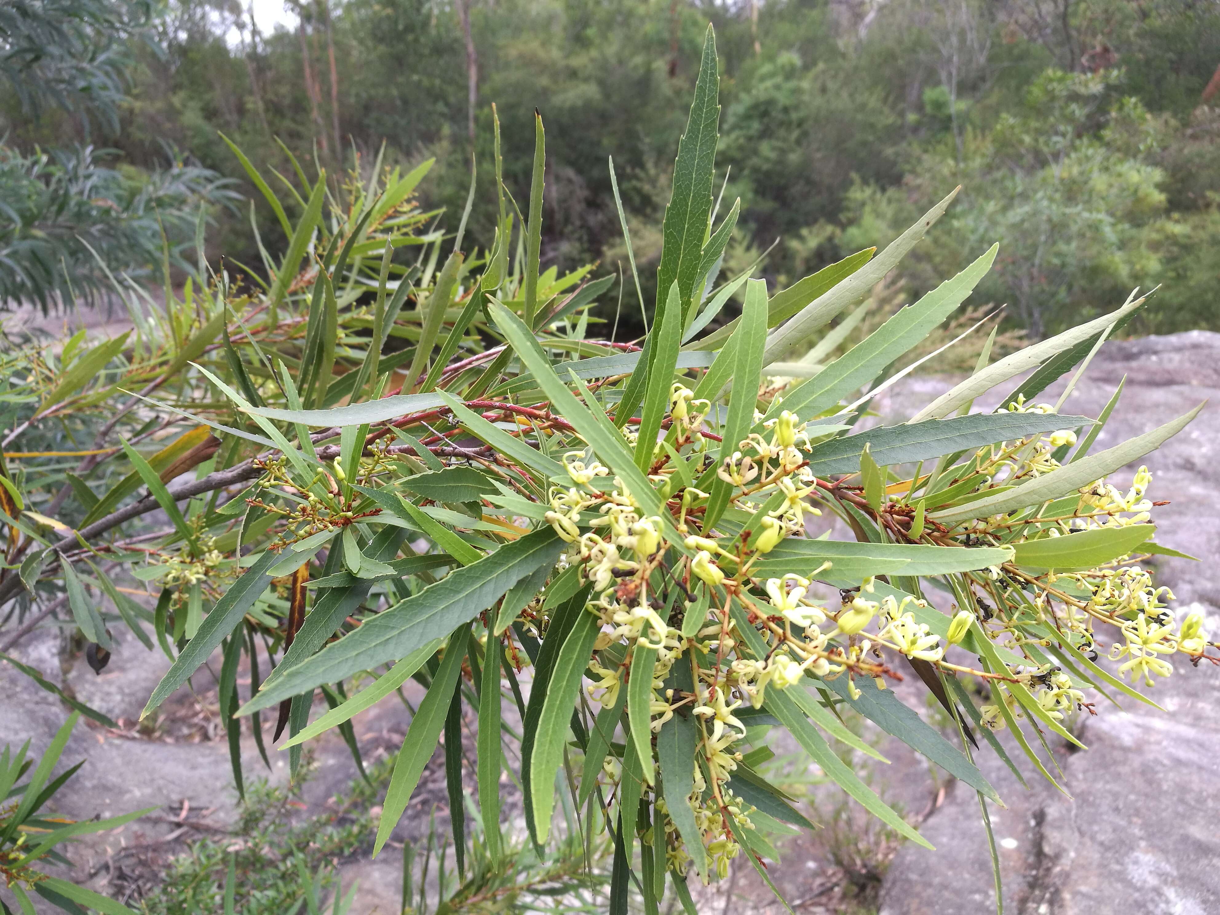 Lomatia myricoides (C. F. Gaertner) Domin的圖片