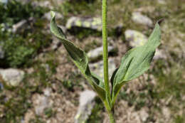 Image of hairy arnica