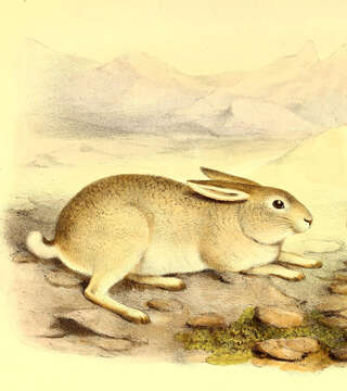 Lepus yarkandensis Günther 1875 resmi