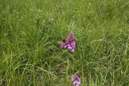 Image of Euphydryas aurinia