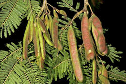 Image of Vachellia sieberiana (DC.) Kyal. & Boatwr.