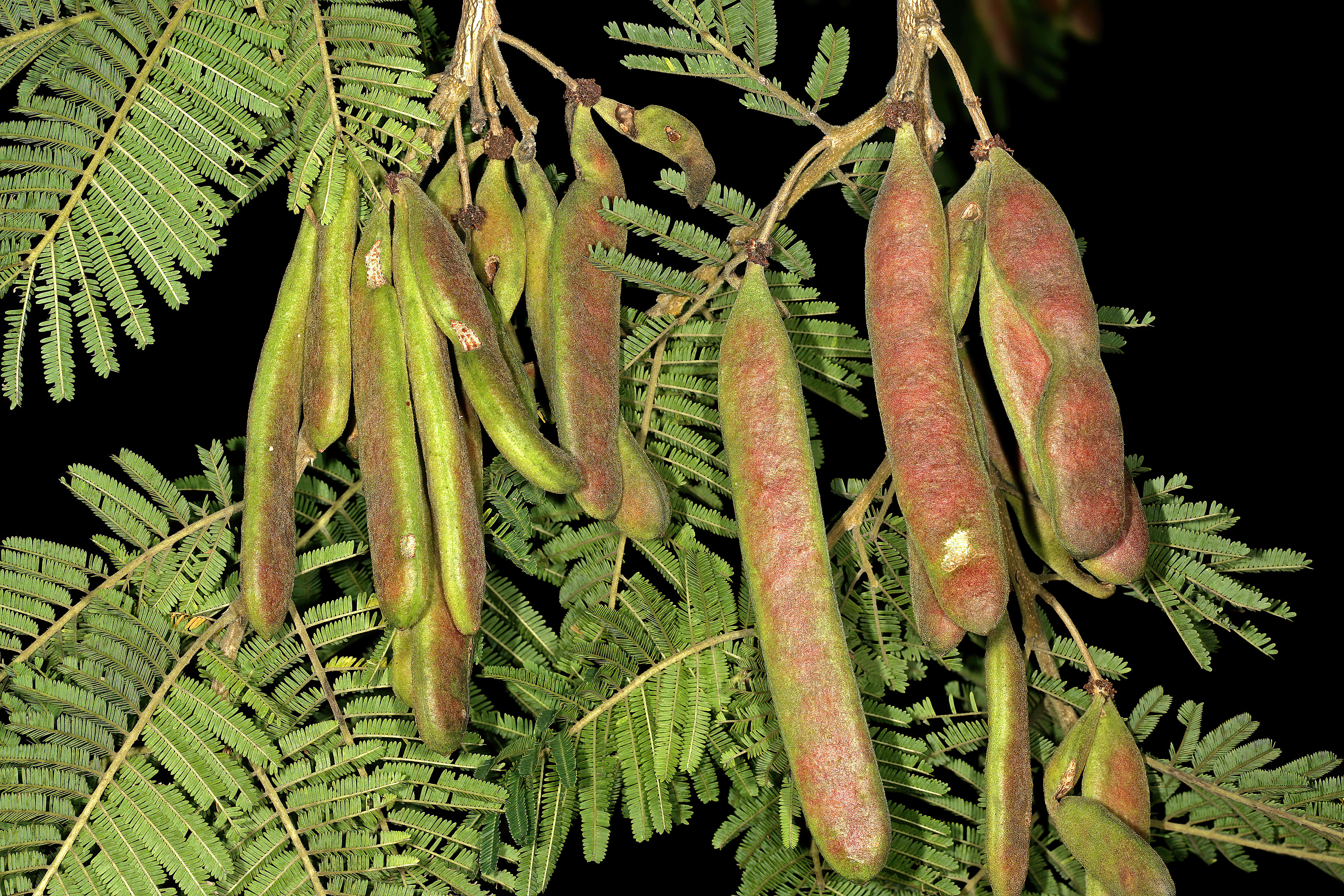 Image of Vachellia sieberiana (DC.) Kyal. & Boatwr.