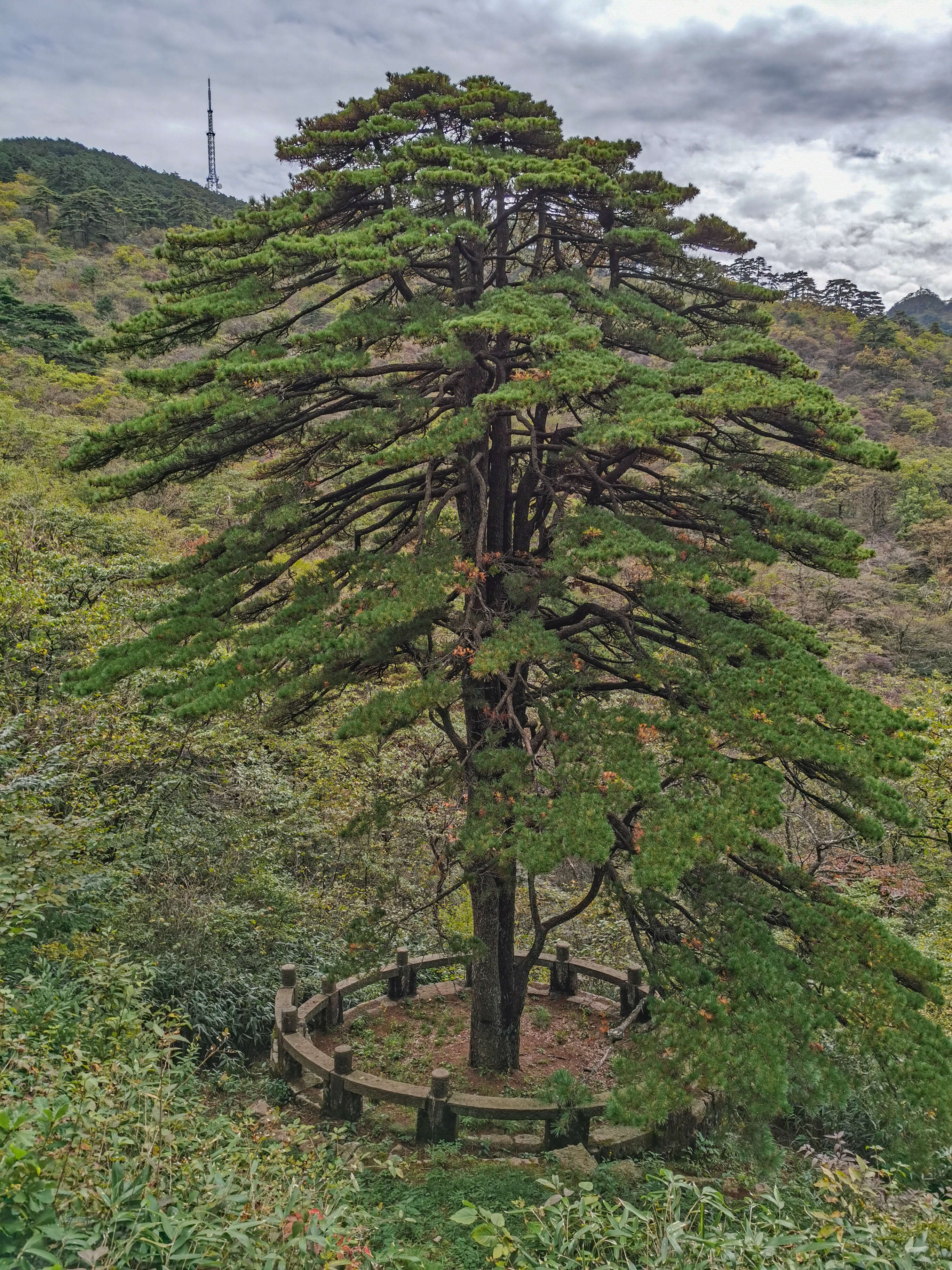 Plancia ëd Pinus hwangshanensis W. Y. Hsia