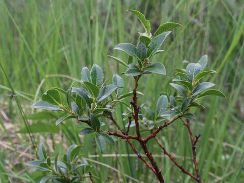 Salix myrsinites L.的圖片