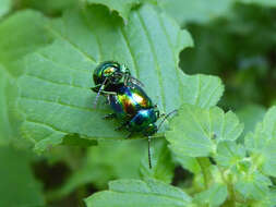 Image of Chrysolina fastuosa