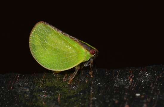 Image of Two-striped Planthopper