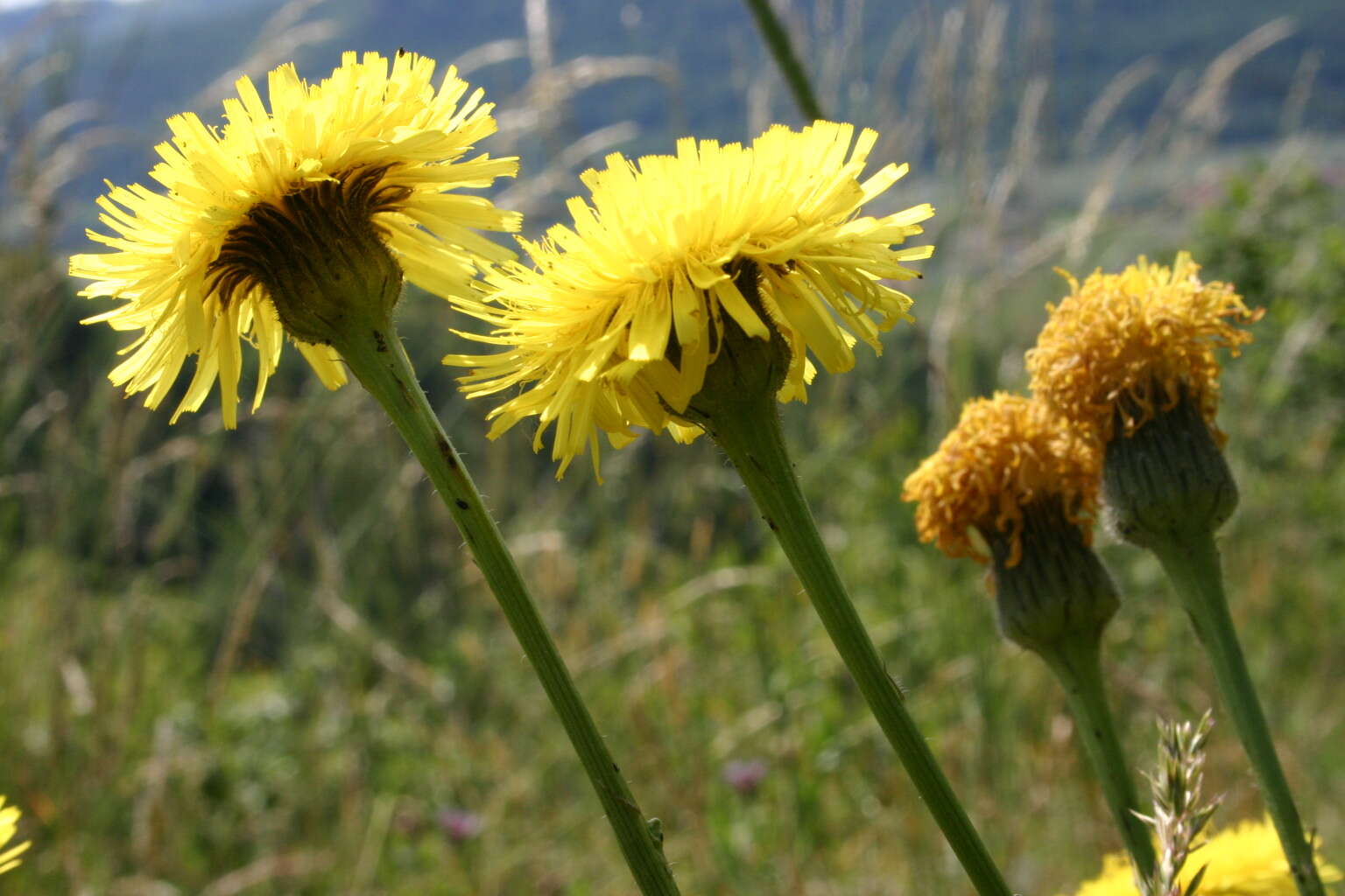 Image of Hypochaeris maculata L.