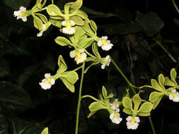 Sivun Encyclia oncidioides (Lindl.) Schltr. kuva