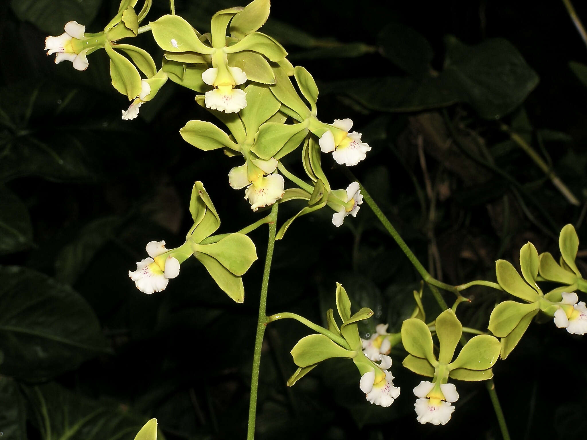 Sivun Encyclia oncidioides (Lindl.) Schltr. kuva