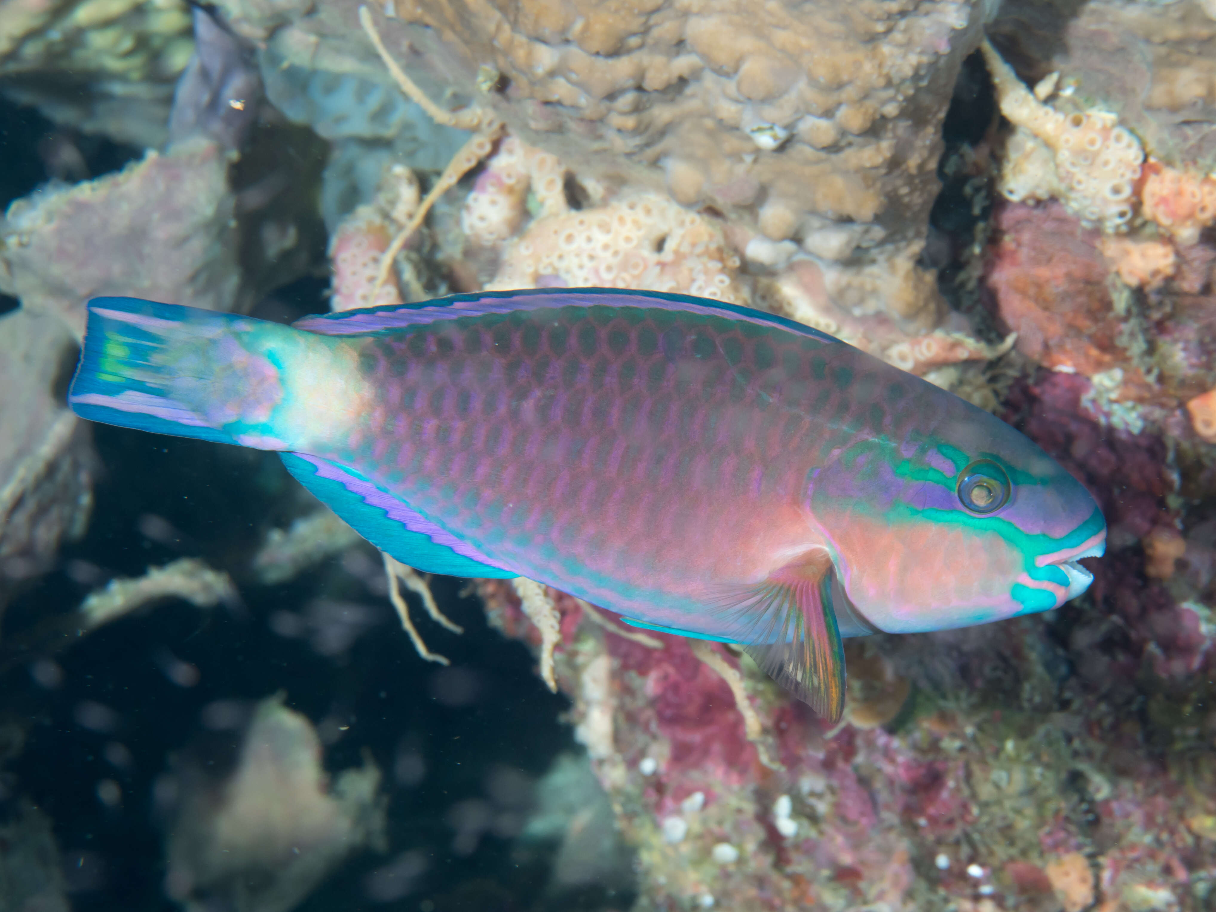 Image of Big belly Parrotfish