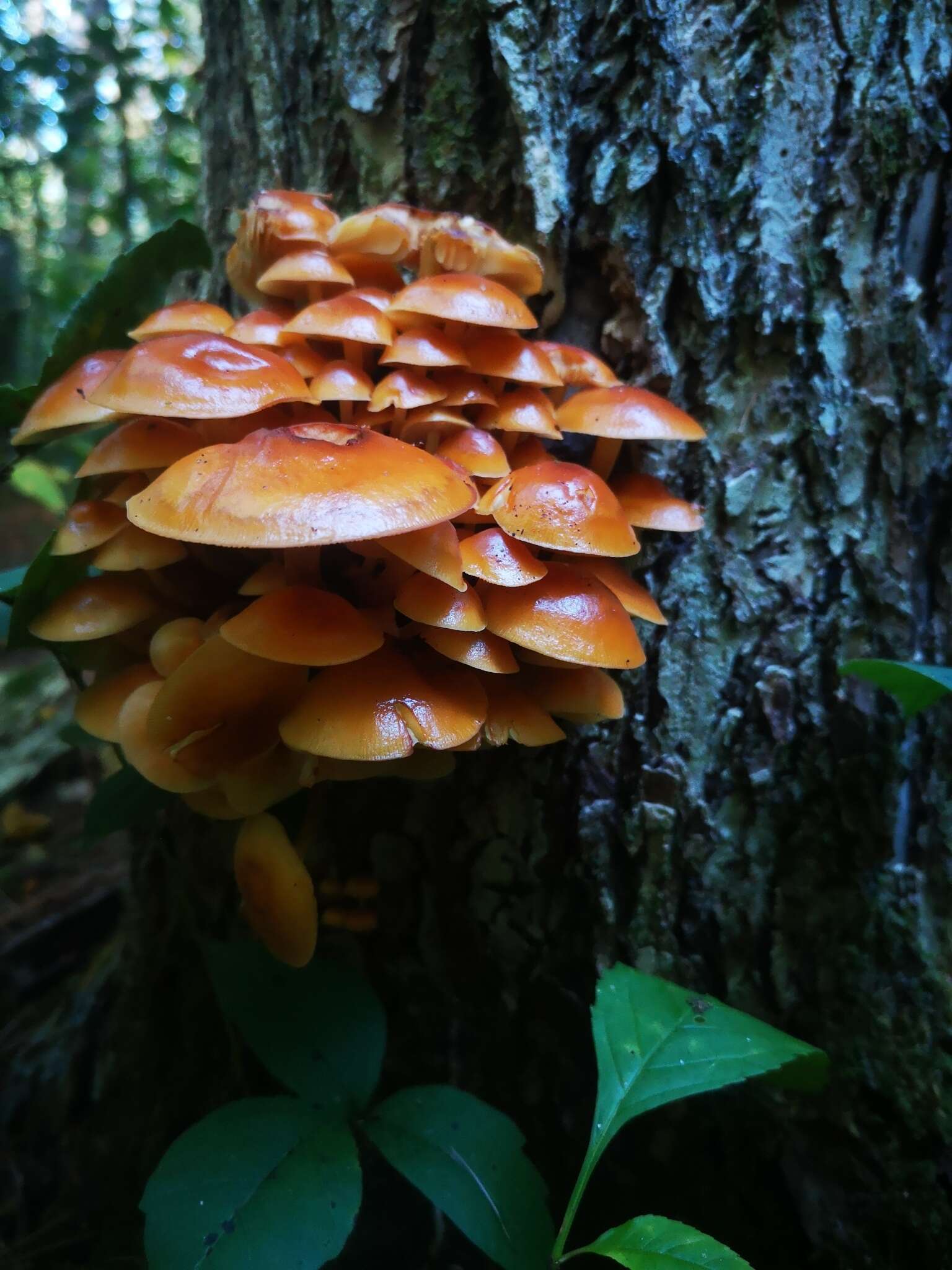 Plancia ëd Flammulina velutipes (Curtis) Singer 1951