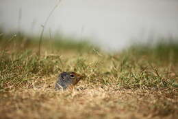 Image of Columbian ground squirrel