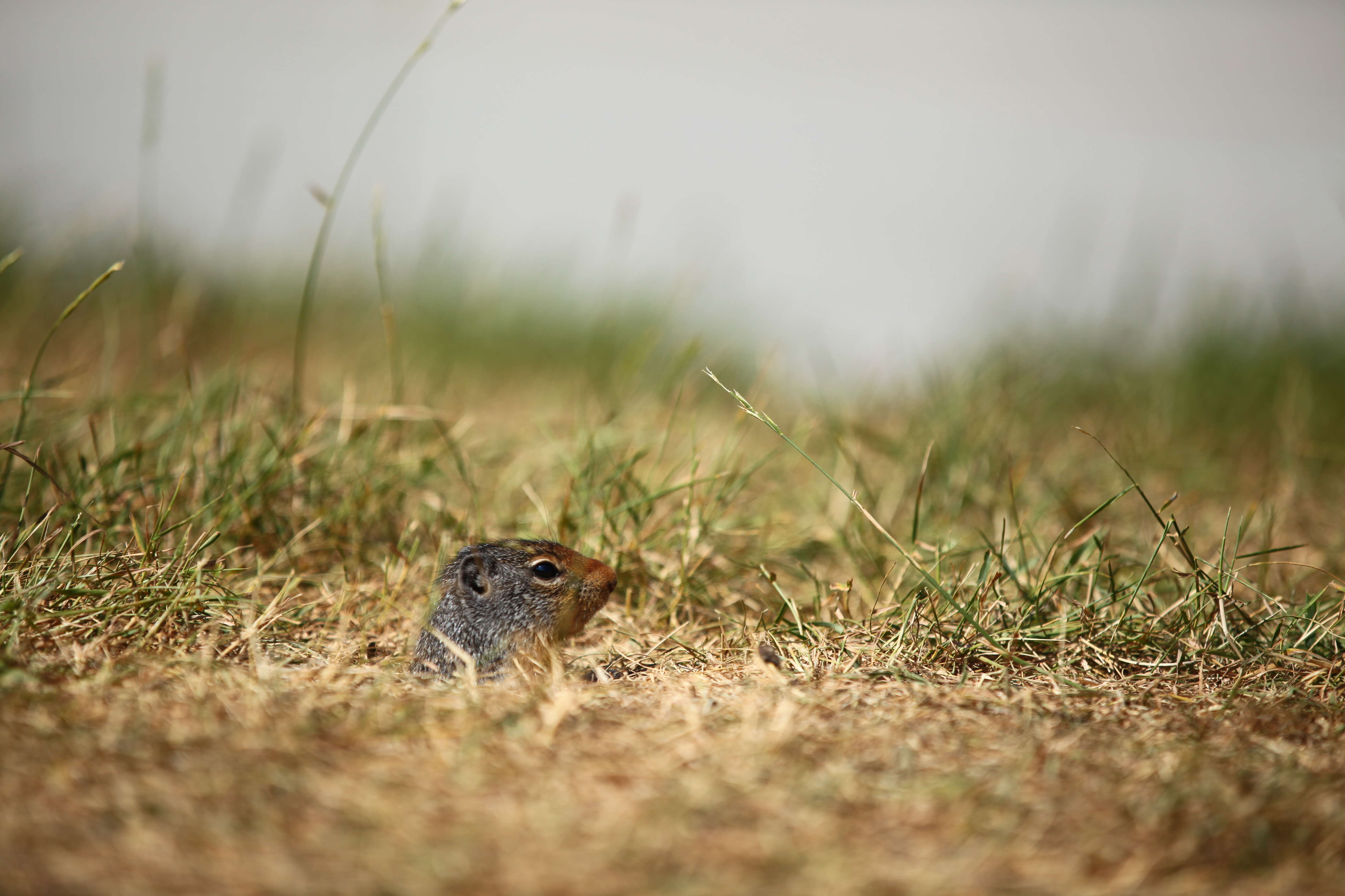 Image of Columbian ground squirrel