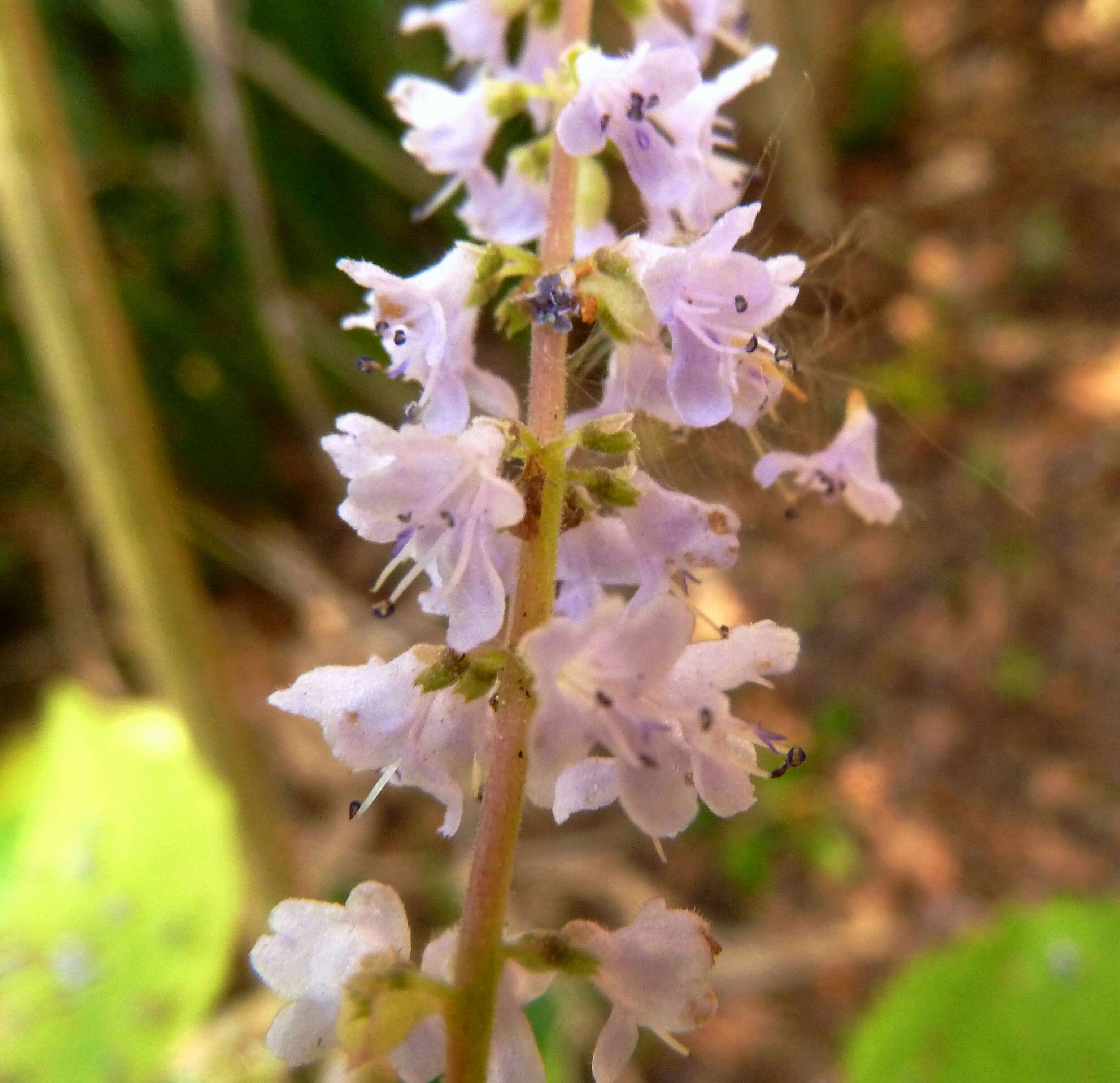 Image of Ginger Bush