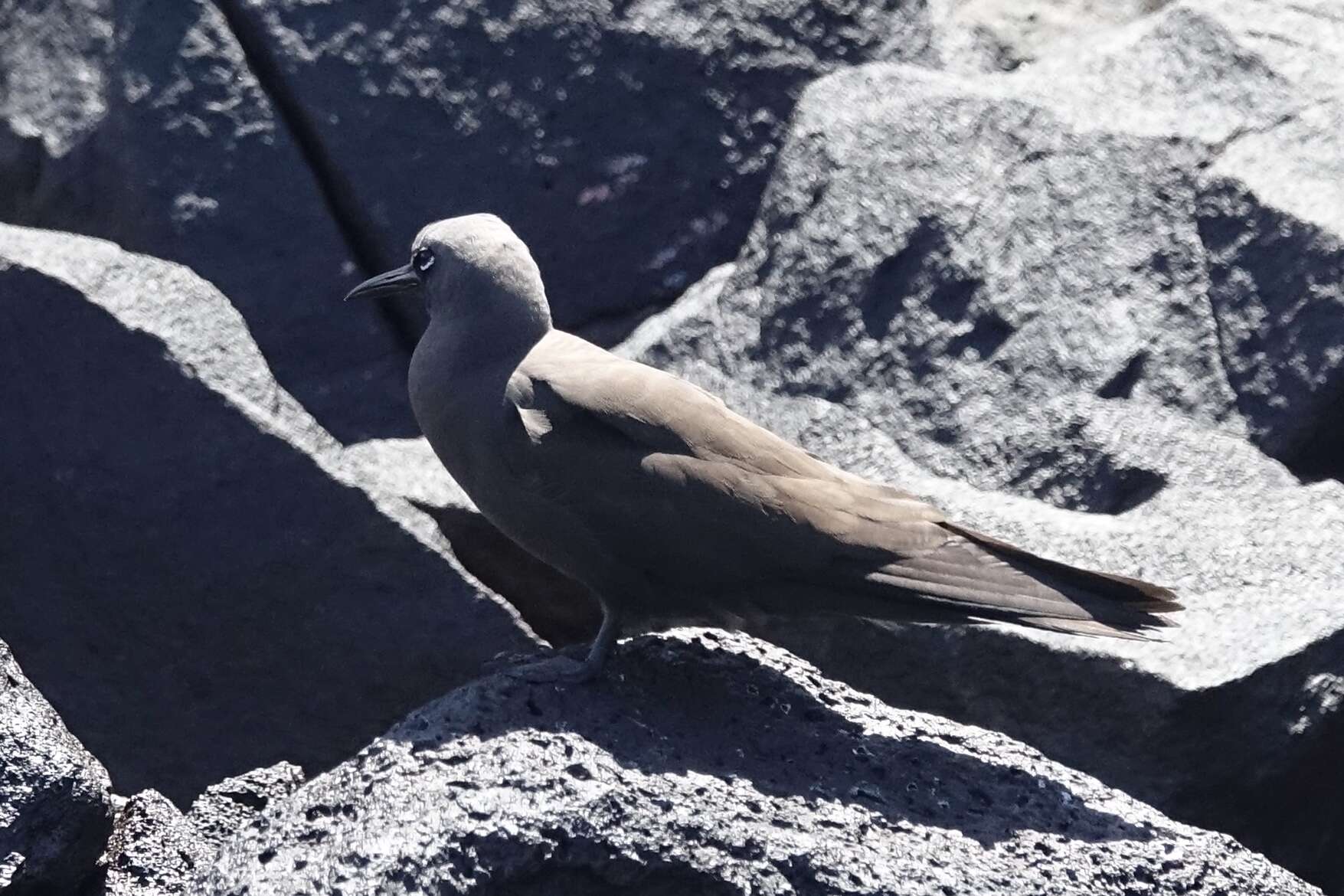 Image of Brown Noddy