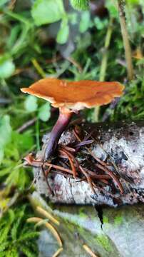 Image of black-footed polypore