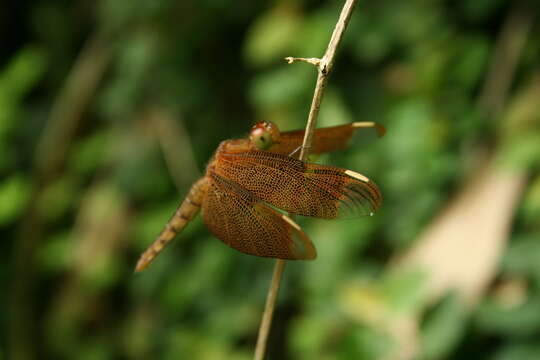 Image of Black Stream Glider