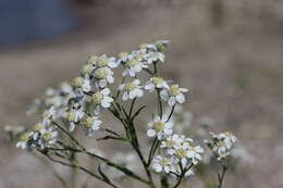 Image of Sneezeweed